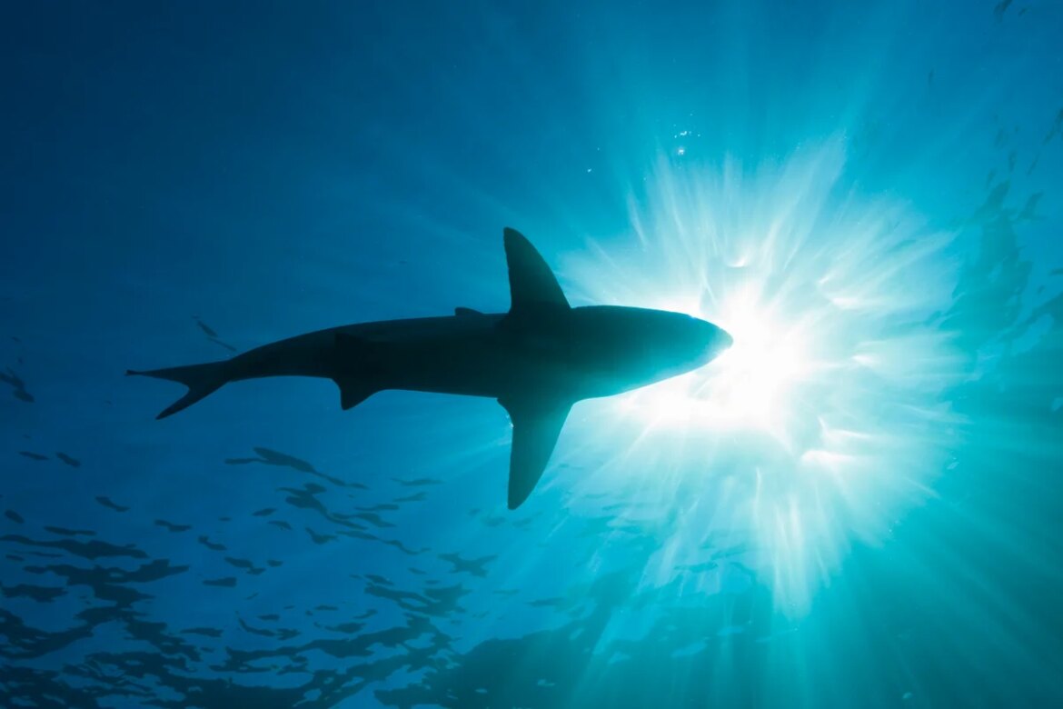 15 million years before Megalodon, this huge ancient shark explored the oceans

