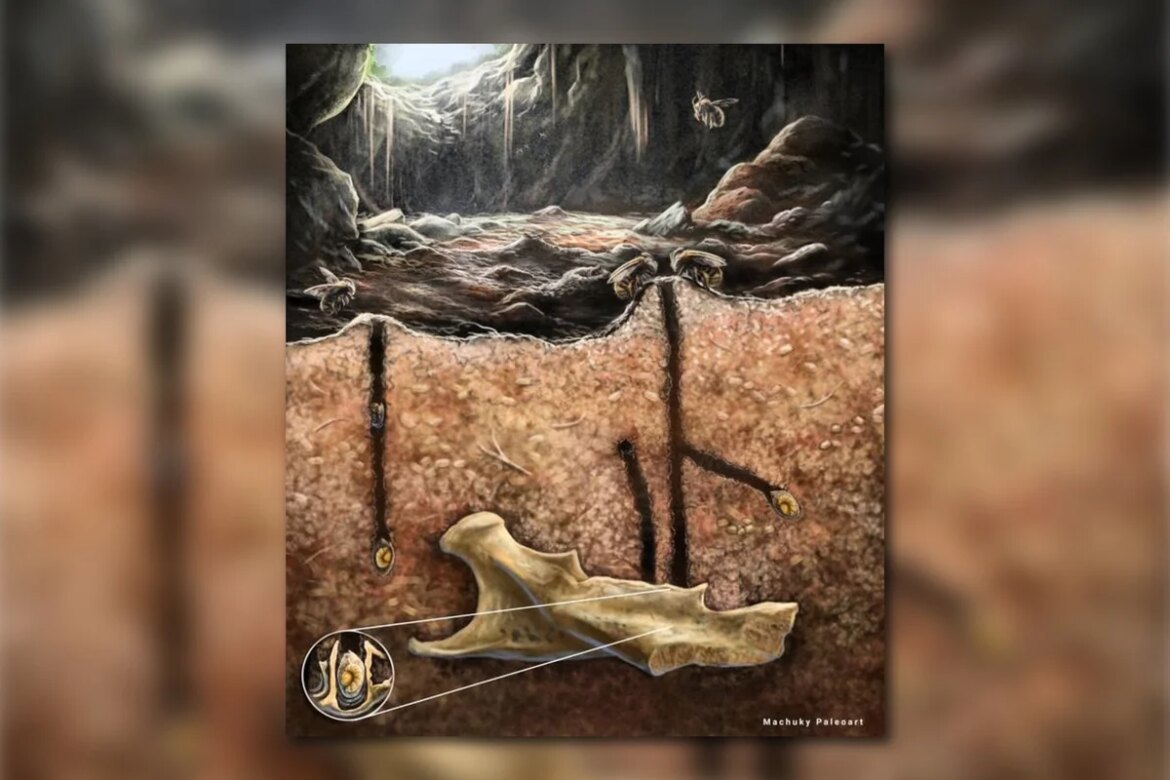 Ancient bees were buried inside bones, fossil revealed

