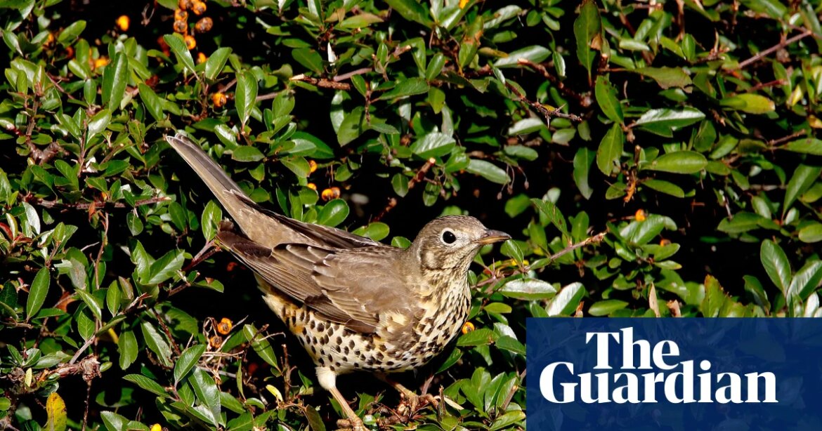 'It brings you closer to the natural world': the rise of the merlin birdsong identification app birds


