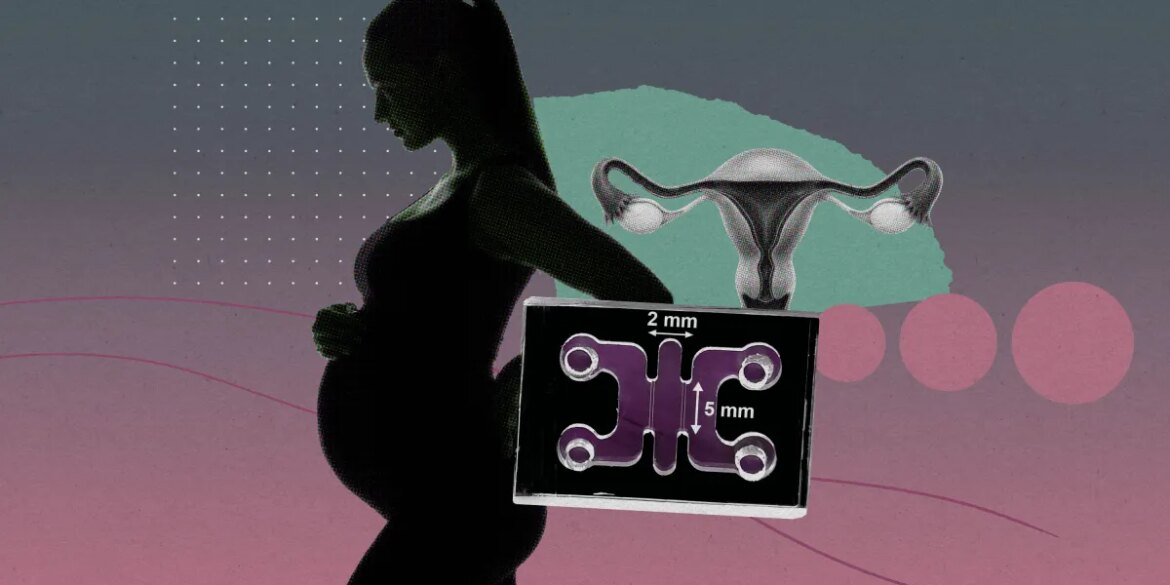 Researchers are impregnating organoids with human embryos

