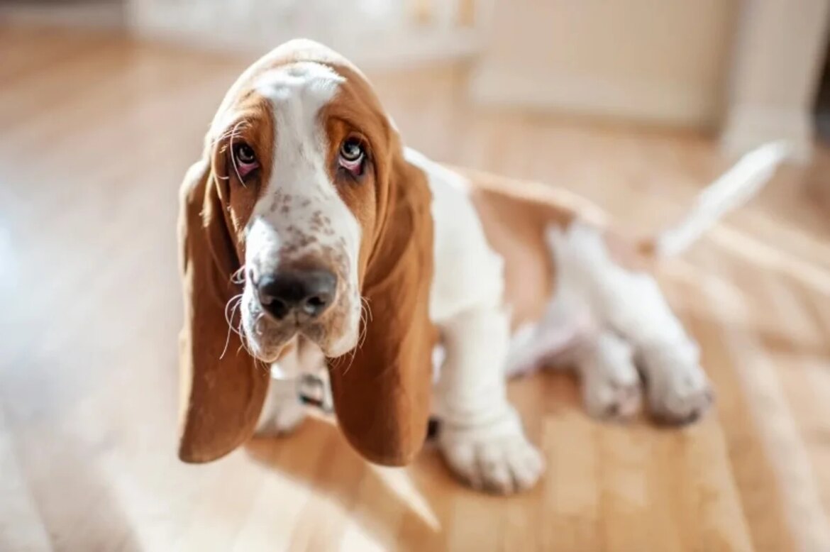 According to study, this gene can determine whether dogs have long, floppy or short ears.

