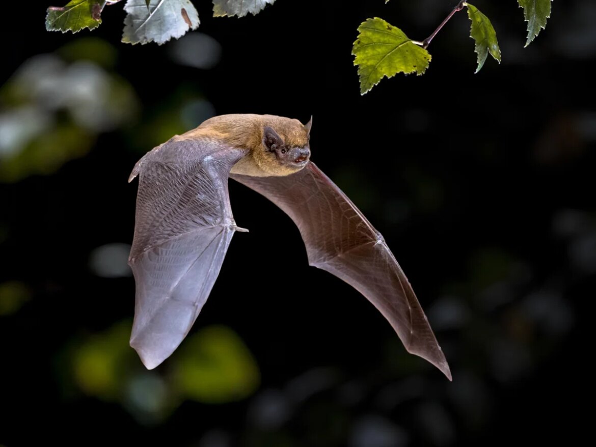 'Bat accelerator' opens up new clues about how these animals navigate

