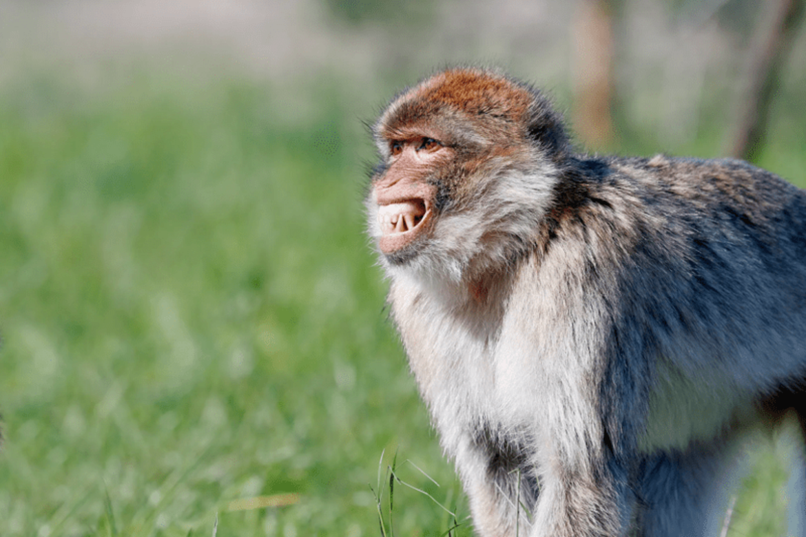 Do monkeys make faces intentionally?

