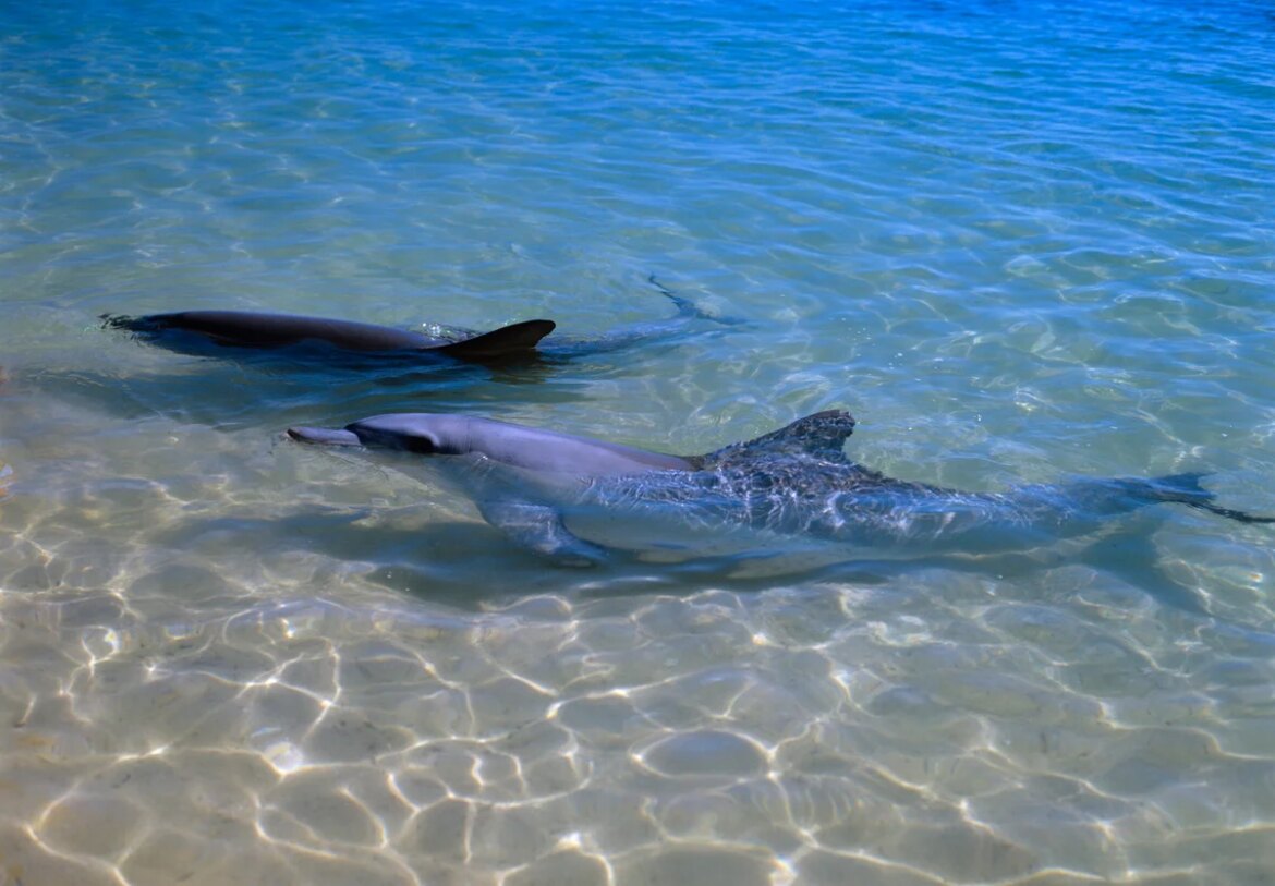 Dolphins with more close friends age slower

