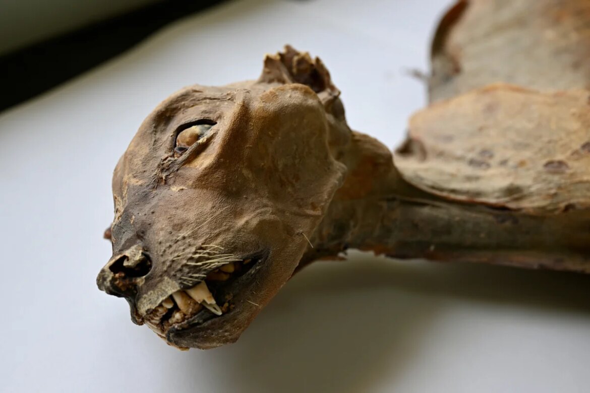 Incredible cheetah mummies show big cats once roamed the Arabian Peninsula

