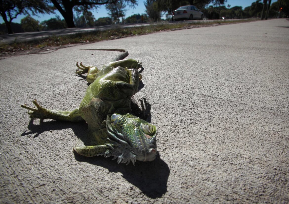 It's so cold in Florida that it could rain iguanas from the sky

