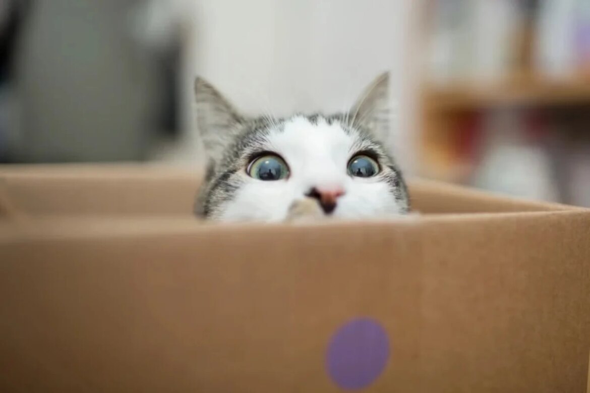 Quantum physicists have just supersized Schrödinger's cat


