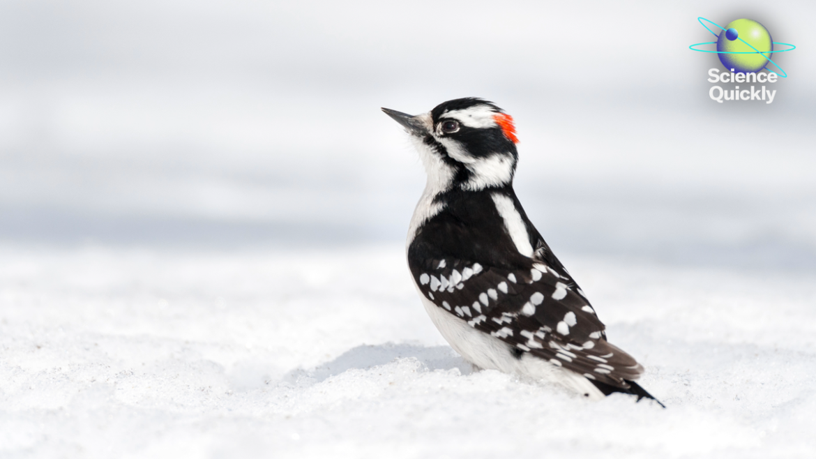 The woodpecker's secret power revealed – plus, the rise of flu, AI sleep predictions, and CES 2026 trends

