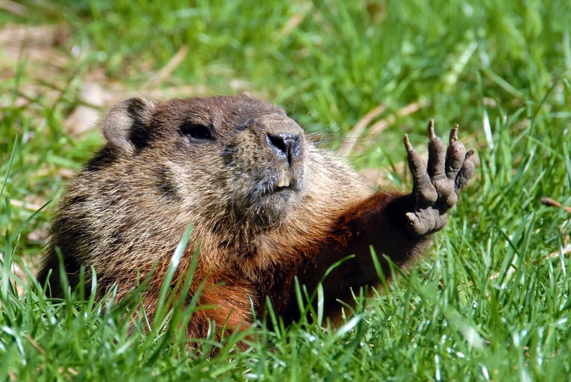 Celebrate Groundhog Day with 6 Bizarre Groundhog Facts

