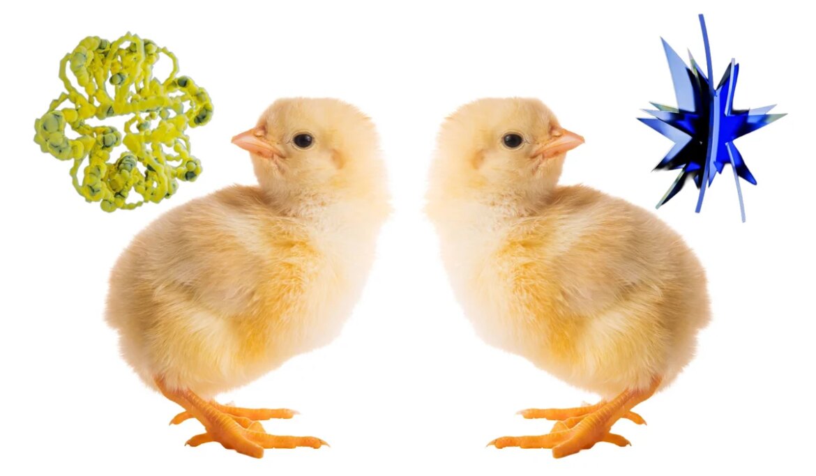 Chicks pass 'Bauba-Kiki' test, challenging a theory of language evolution


