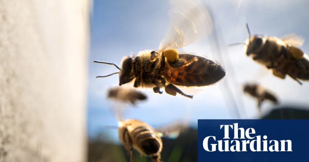 Groups of workers are the bee's knees. brief letter

