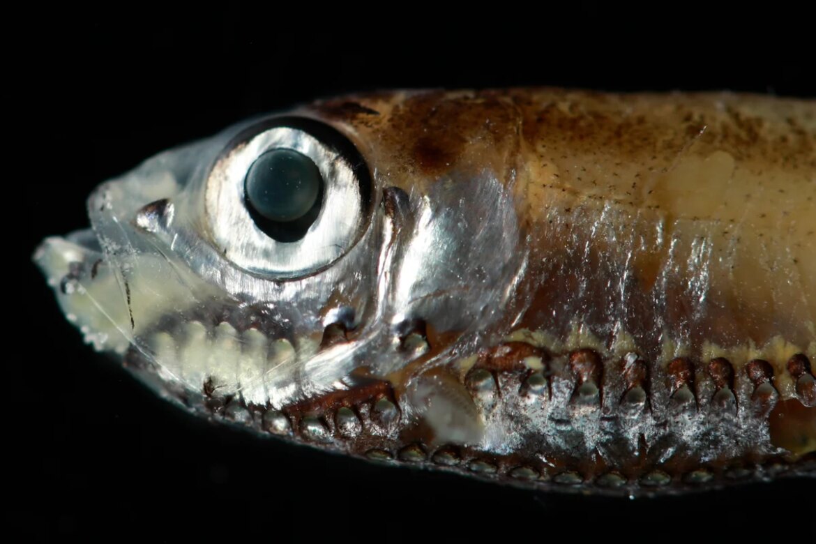 How do deep sea fish see in deep water? This new study may hold clues

