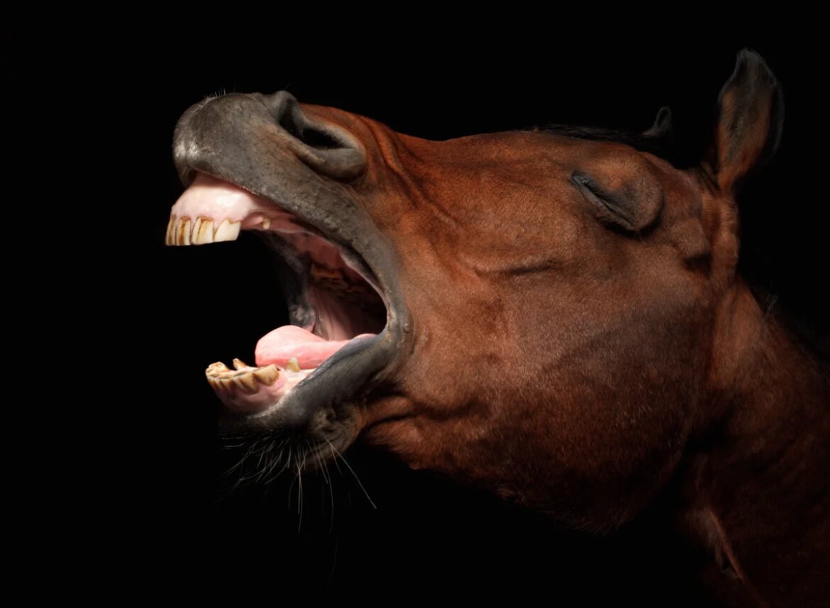 How horses make sounds has long been a mystery. Now scientists think they know the answer

