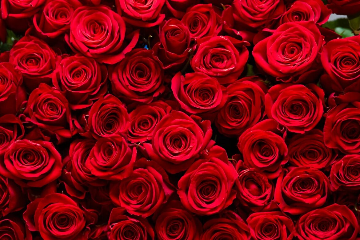 How the rose evolved to become the Valentine's Day flower

