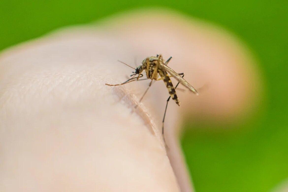 It was thanks to Homo erectus that mosquitoes must have developed a taste for human blood.

