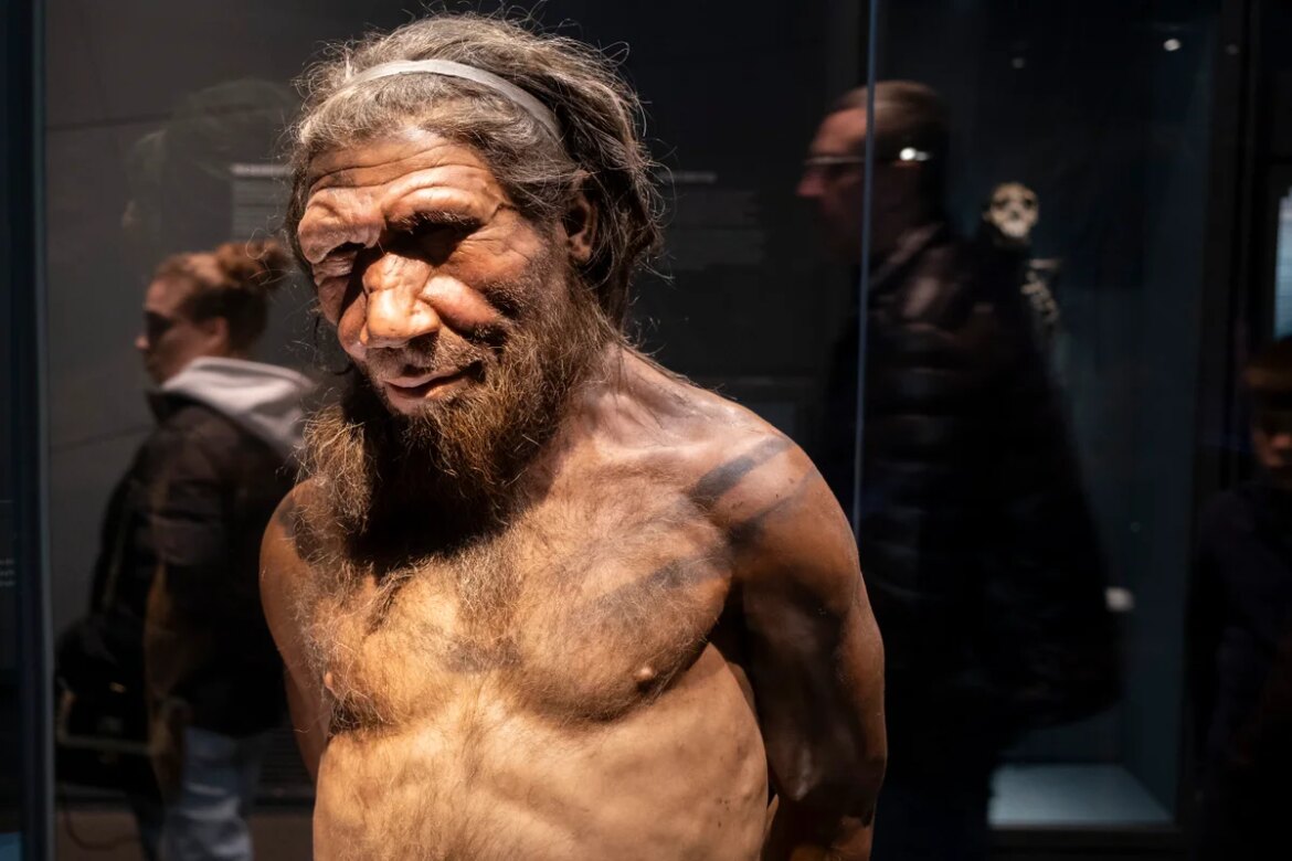 Male Neanderthals and female humans interbred more often than the other way around

