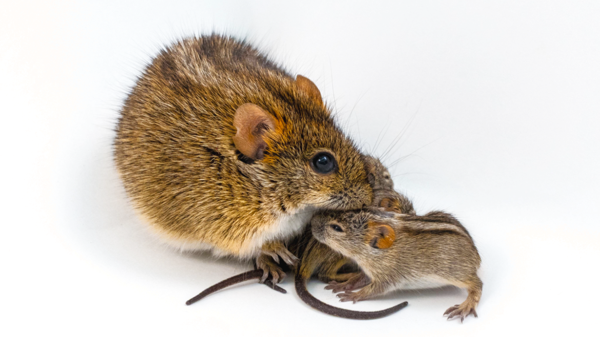 New study shows fathers of cute male mice share a genetic signature

