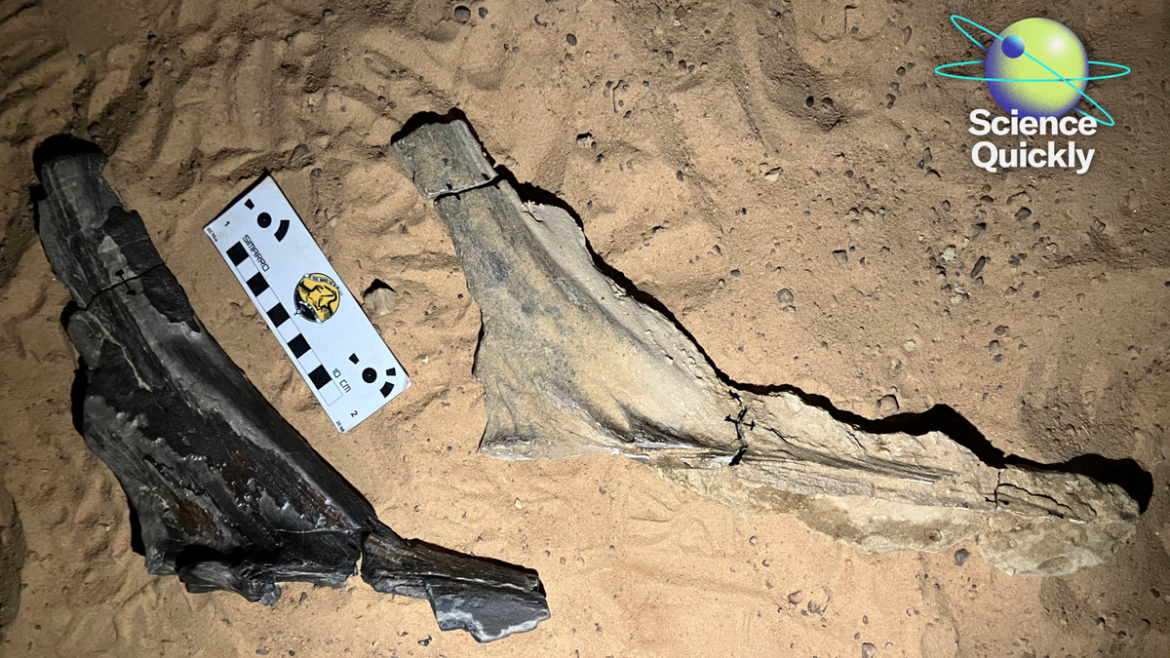 Scientists identify new spinosaurid, Moderna flu back on track, universal inhaled vaccine shows promise

