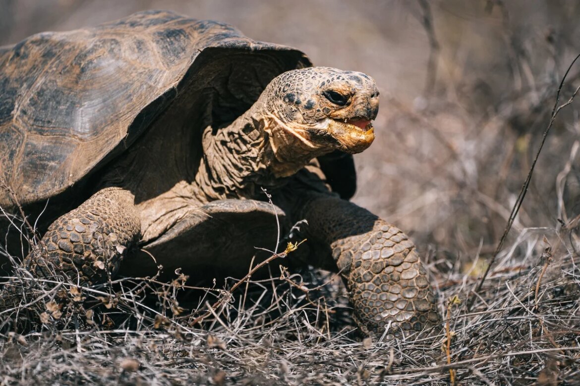 The Galapagos tortoise, once thought to be extinct, now roams free.

