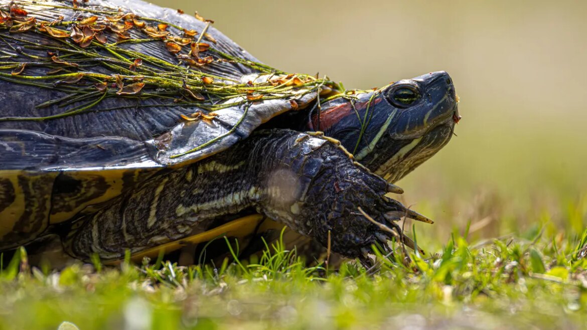 Why my favorite Linux distro is slowing down – and I'm thrilled about it

