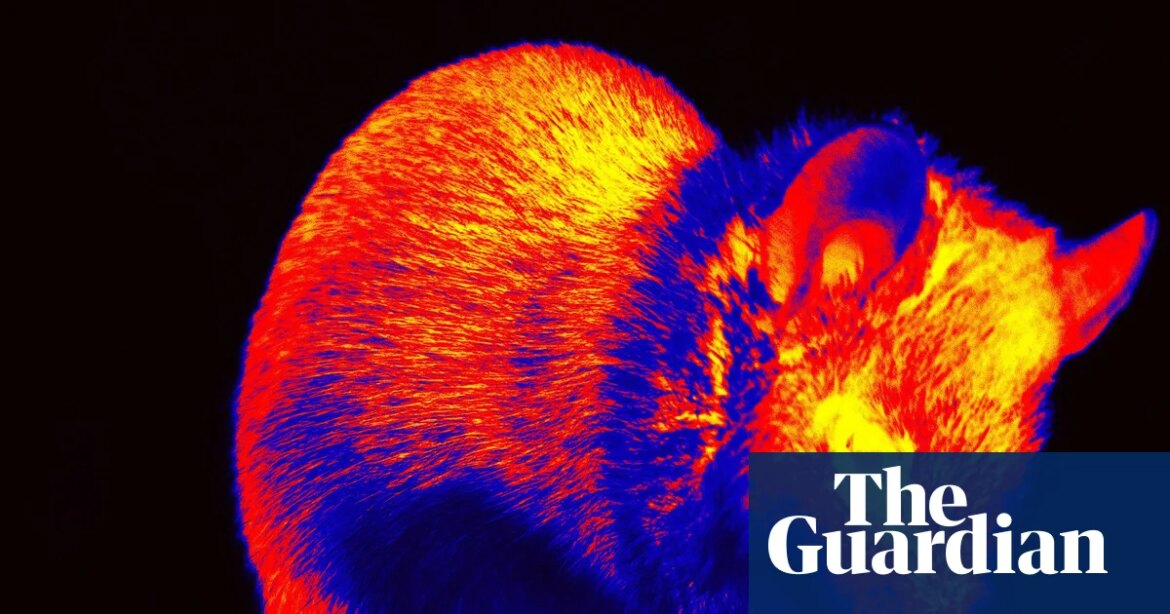 Short films made on the brain activity of rats aim to show how they see the world. neuroscience

