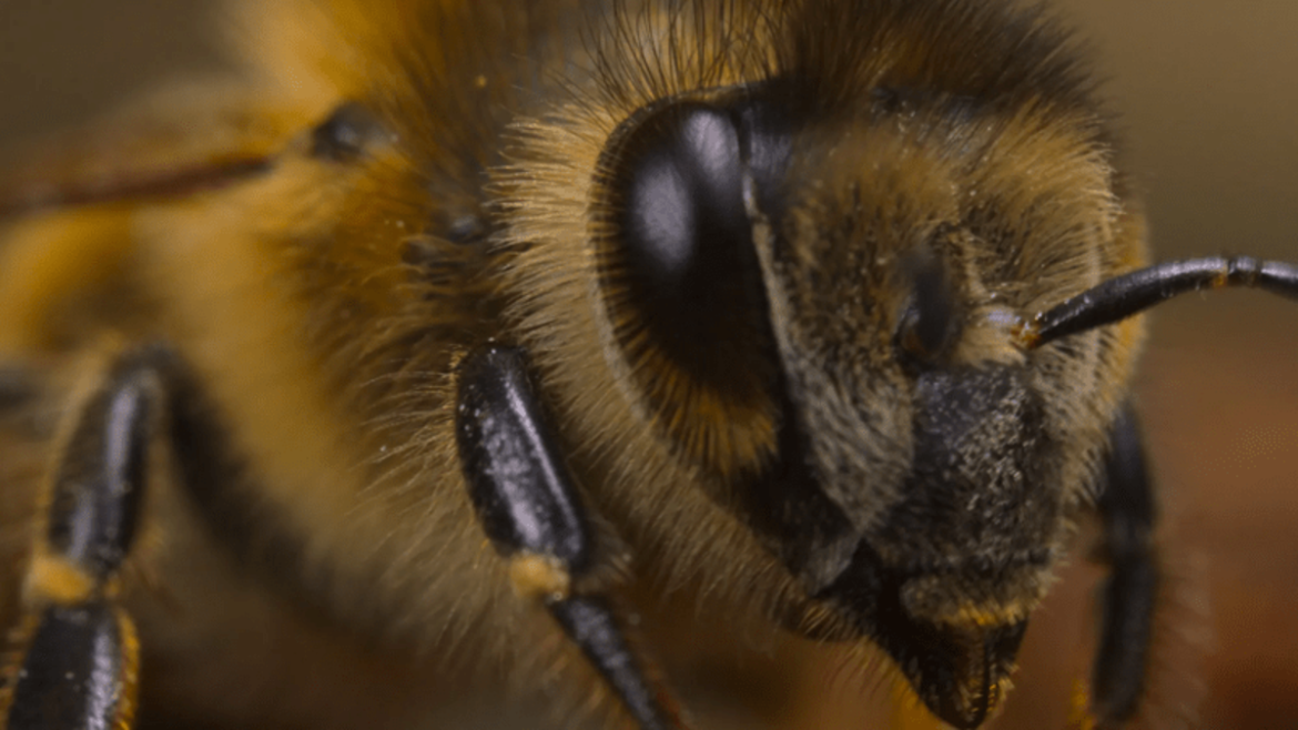 Titanic and Avatar director James Cameron explains why bees are his latest interest

