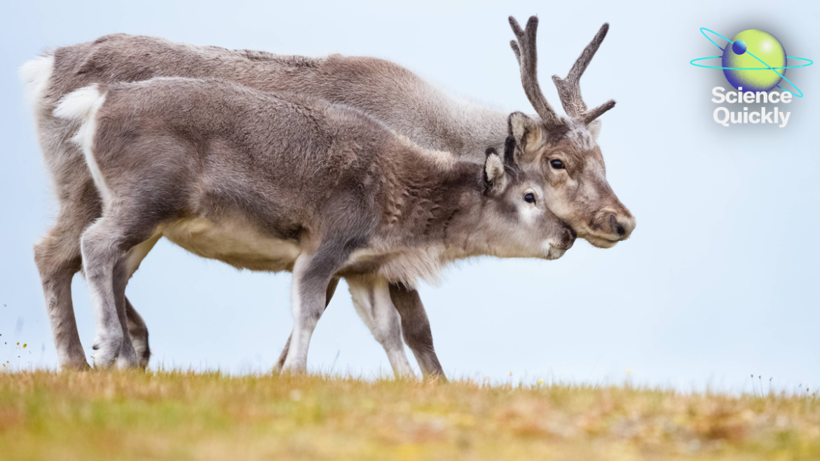 Women's Heart Health, Artemis Update, Female Reindeer Antler Secrets

